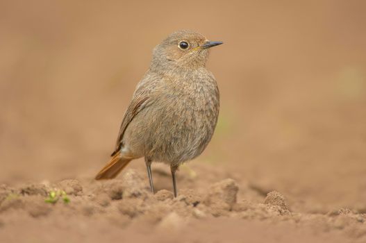 a female redstart looking for food on a freshly plowed field