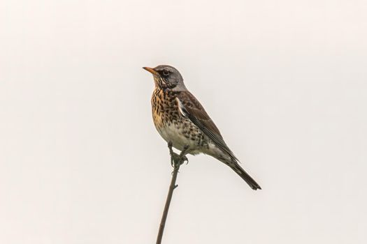 a fieldfare sitting on a branch