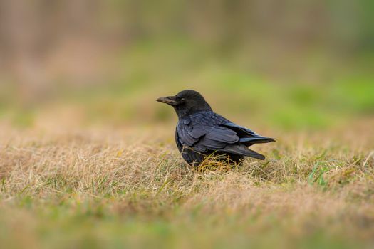 a common northern raven is looking for food in a meadow