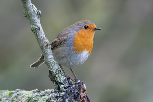 a robin sits on a branch