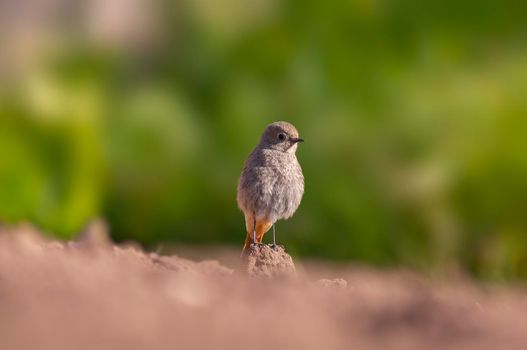a female redstart looking for food on a freshly plowed field