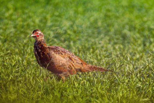 a young pheasant rooster in a meadow