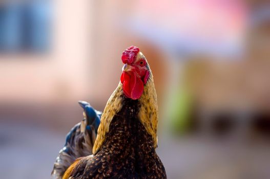 a domestic fowl rooster on a chicken yard