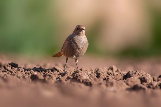 a female redstart looking for food on a freshly plowed field