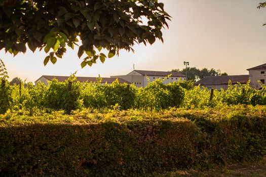 Italian vineyard detail in summer at sunset time