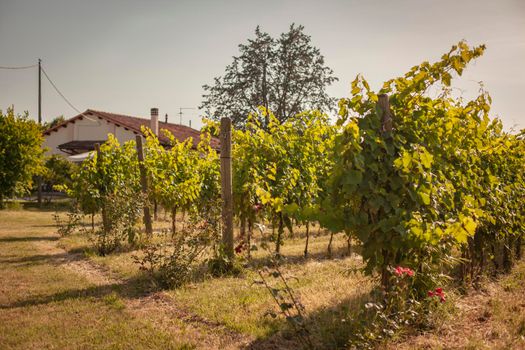 Italian vineyard detail in summer in a sunny day