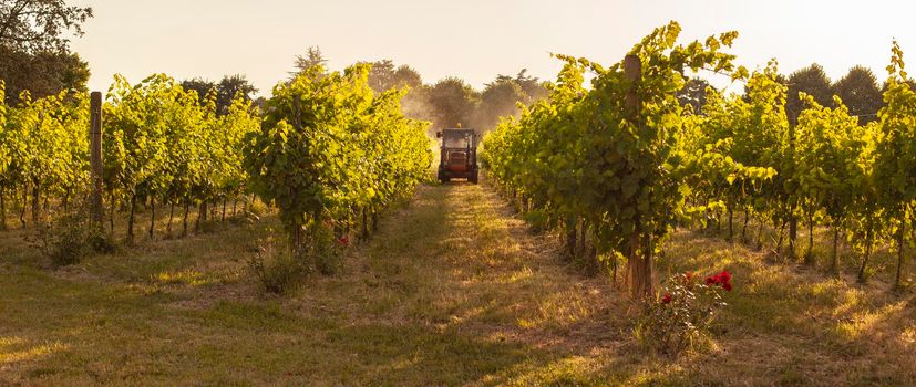 Vineyard tractor insecticide treatment work countryside