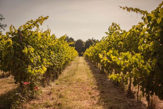 Italian vineyard detail in summer in a sunny day