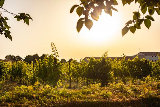 Italian vineyard detail in summer at sunset time