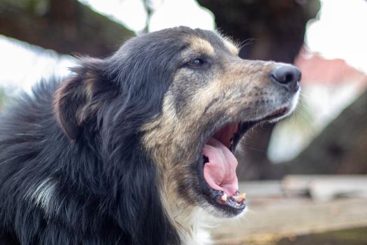 Black large shaggy mestizo dog lies in the yard in summer. Portrait of a purebred dog outdoors in nature