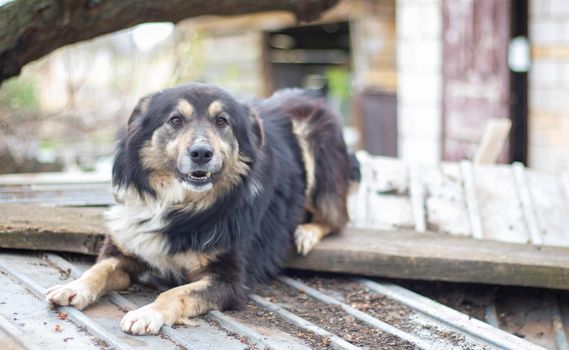 Black large shaggy mestizo dog lies in the yard in summer. Portrait of a purebred dog outdoors in nature