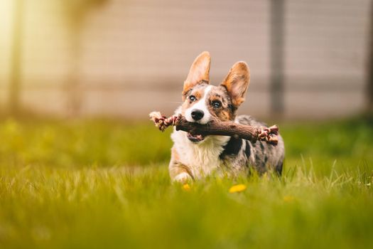 Happy corgi dog running in the grass with stick toy for dogs outdoors on a sunny day. Funny corgi puppy playing with dog toy. High quality photo