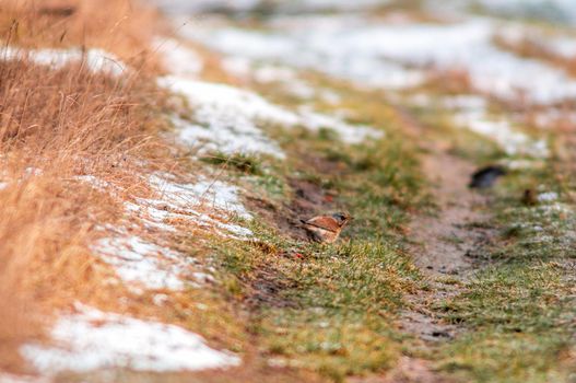 a Fieldfare searches for food in a snowy field