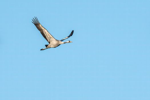 one crane flies in the sky