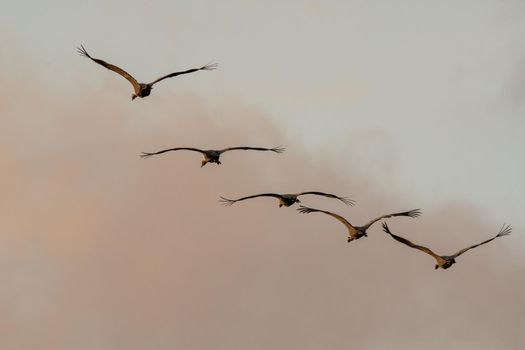 five cranes fly in the sky