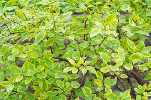 multicolored shrub leaves close-up as a background. High quality photo