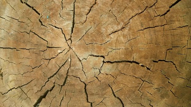 Close-up dried out and cracked tree trunk Abstract texture of a cracked tree, texture heartwood background. Wood texture for background.