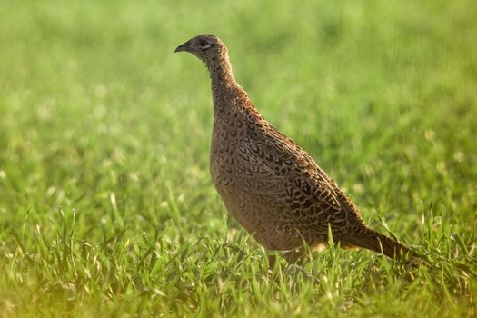 a young pheasant chicken in a meadow