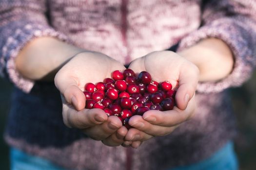 Girl holding palms full of fresh ripe cranberries.