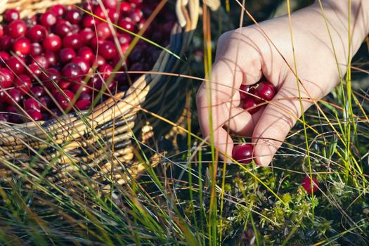 Woman's hand picking ripe cranberries in the swamp.