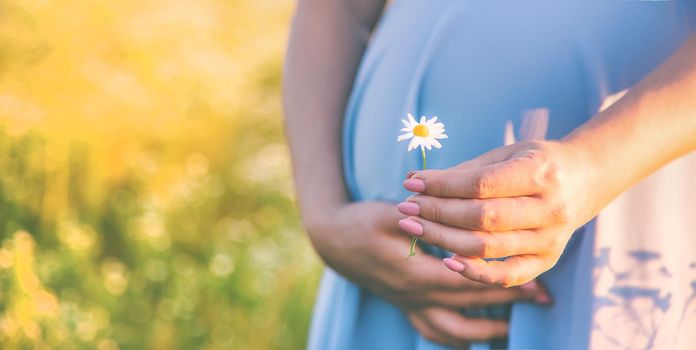 pregnant woman with camomiles in hands. Selective focus. nature.