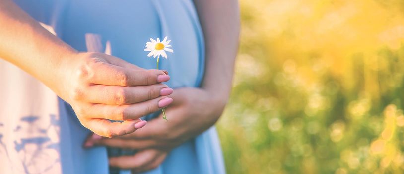 pregnant woman with camomiles in hands. Selective focus. nature.