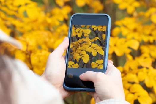 Girl takes pictures on the camera of the phone yellow autumn leaves.