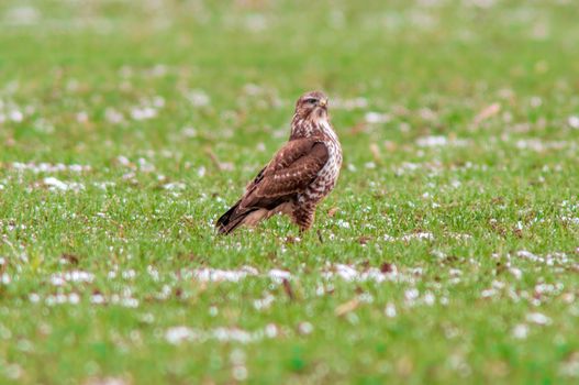 a Buzzard sits on a snowy winter field
