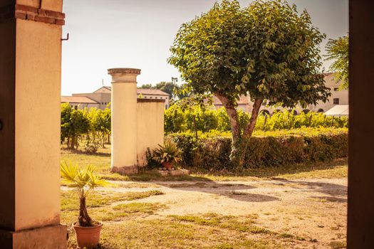 Italian vineyard detail in summer in a sunny day