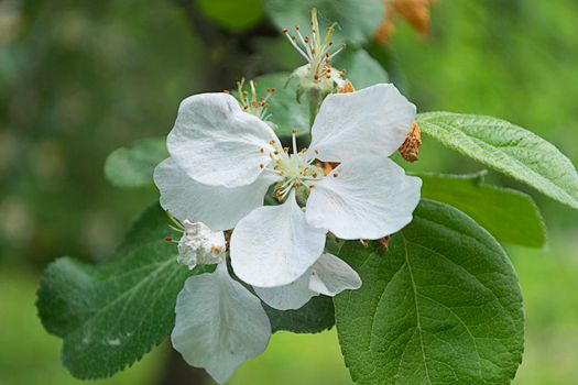 the apple tree flower blooms in summer