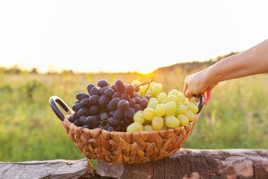 Basket with harvest of green and blue grapes close-up, beautiful sunset nature background. Autumn, agriculture, vineyard, harvesting, healthy organic natural food