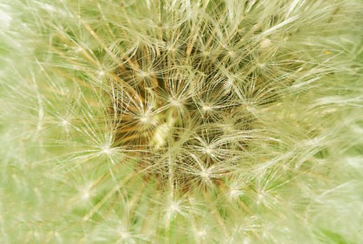 dandelion pollen background.Floral nature background
