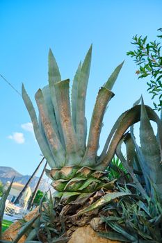 Agave americana marginata plant close-up in the garden, landscaping the garden