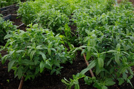 Rustic Vegetable and Flower Garden with Raised Beds.