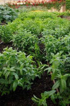 Rustic Vegetable and Flower Garden with Raised Beds.