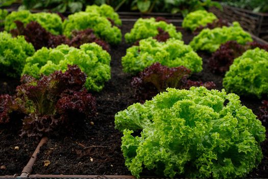 Rustic Vegetable and Flower Garden with Raised Beds. Selective focus