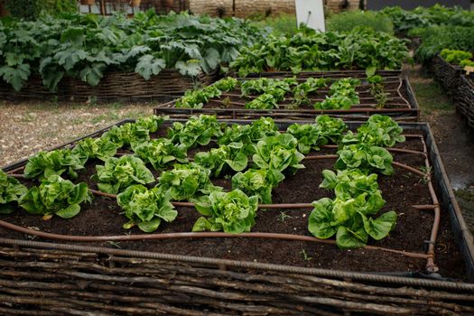 Cultivation and harvesting organic vegetables.