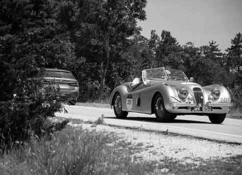 URBINO, ITALY - JUN 16 - 2022 : JAGUAR XK120 OTS ROADSTER 1951 on an old racing car in rally Mille Miglia 2022 the famous italian historical race (1927-1957