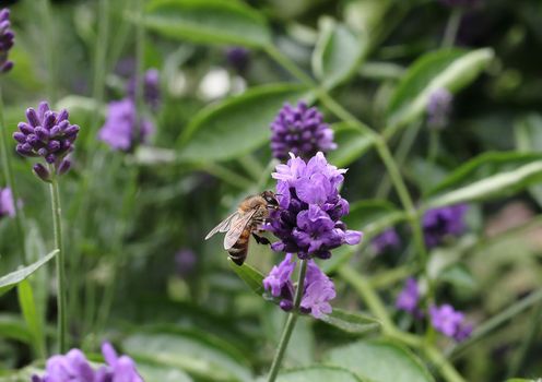 honey bee pollinates lavender flowers. Decay of plants by insects. Lavender flowers in the garden. Soft focus, blurred background. A bee pollinates lavender flowers