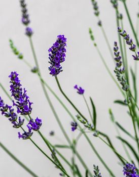 Blooming lavender plant in the summer garden