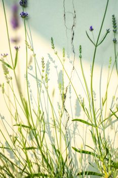 Blooming lavender plant in the summer garden