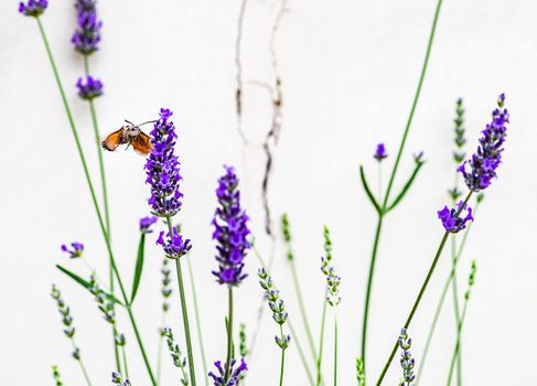 Blooming lavender plant and hummingbird hawk-moth in the summer garden
