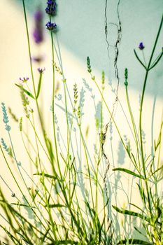 Blooming lavender plant in the summer garden