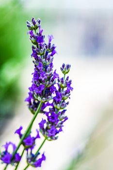 Blooming lavender plant in the summer garden