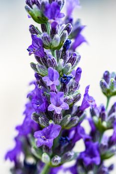 Blooming lavender plant in the summer garden