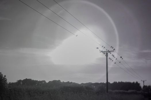 Monochrome, infrared photograph of electric wires with a flock of birds and sun in the background creating a halo effect.