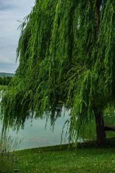 Pond with reflection in golf grassland