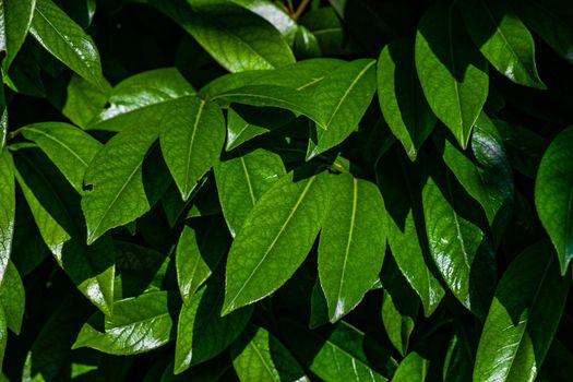 Fresh spring leaves as a natural background with copy space