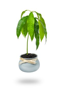 A mango tree grows in a flower pot on a white background. Seedling of exotic fruits in a flower pot at home. Care and cultivation of heat-loving plants.