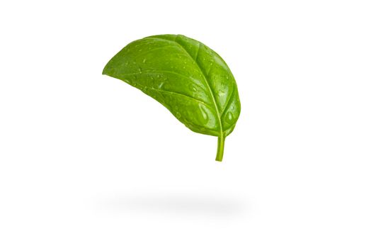 Fresh basil leaves on a white isolated background. A green basil leaf with water drops falls casting a shadow. Blank isolate for inserting a draft or label.